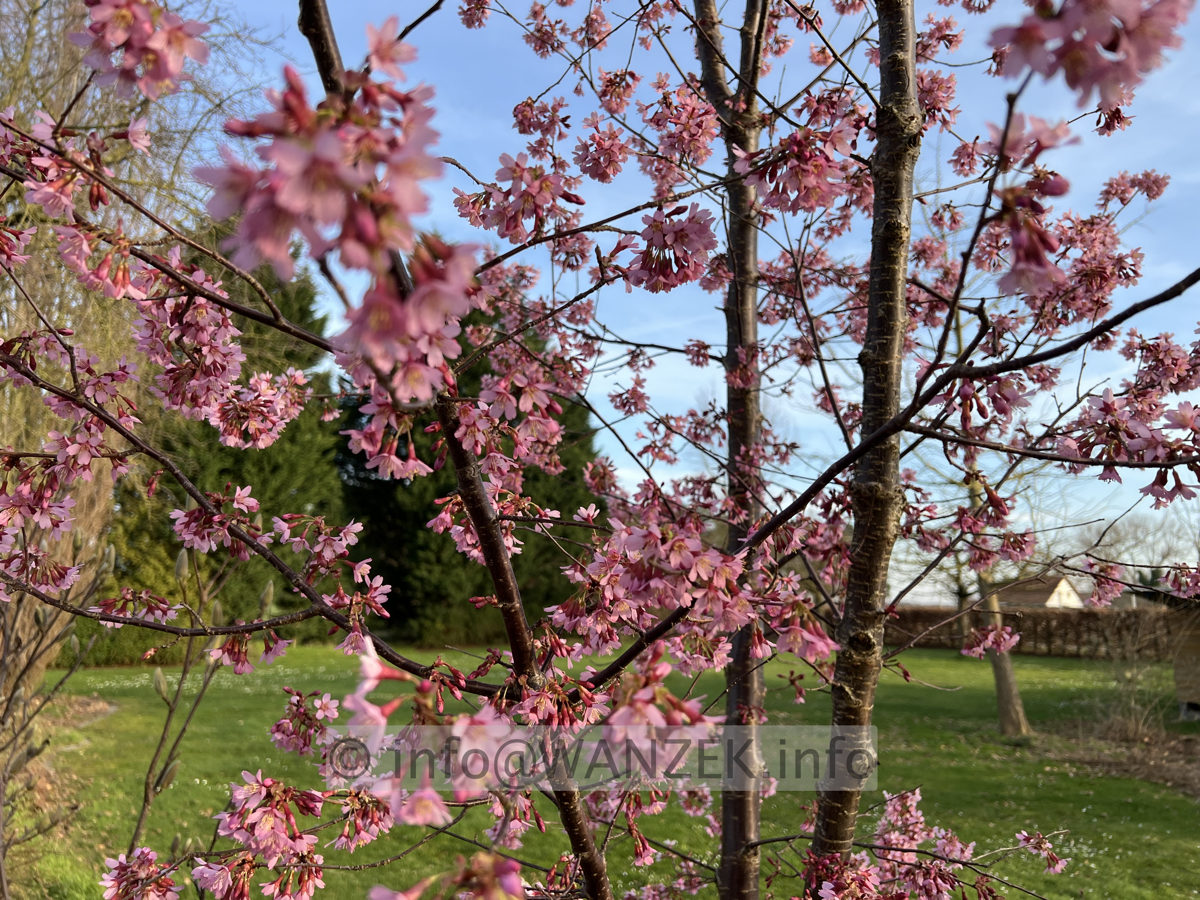 Prunus incisa Paean 01.jpg